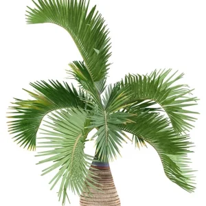 Bottle Palm Tree Live Plant – 3 Gallon – Drought Tolerant Outdoor - Image 8