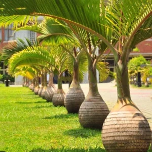 Bottle Palm Tree Live Plant – 3 Gallon – Drought Tolerant Outdoor - Image 1