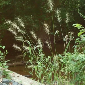 Bottlebrush Grass Live Plant - Elymus hystrix - Hardy Perennial - Zones 4-9 - Image 2