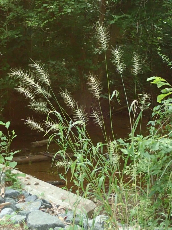 Bottlebrush Grass Live Plant - Elymus hystrix - Hardy Perennial - Zones 4-9 - Image 2