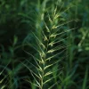 Bottlebrush Grass Live Plant - Elymus hystrix - Hardy Perennial - Zones 4-9 - Image 1