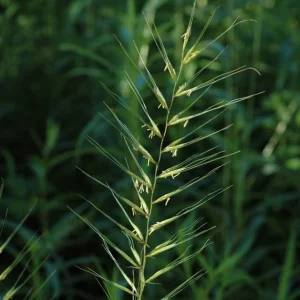 Bottlebrush Grass Live Plant - Elymus hystrix - Hardy Perennial - Zones 4-9 - Image 1