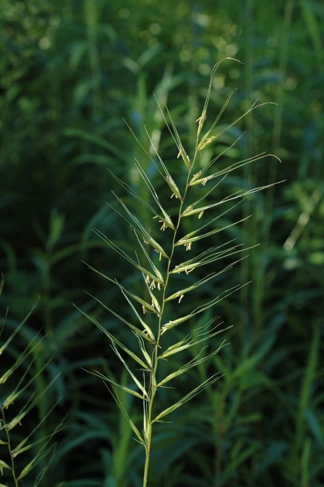 Bottlebrush Grass Live Plant - Elymus hystrix - Hardy Perennial - Zones 4-9 - Image 1