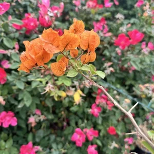 Bougainvillea glabra Orange Live Plant - 12-18” Rooted Bush Vine, Outdoor - Image 2