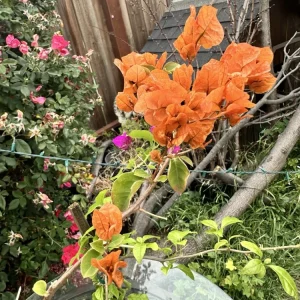 Bougainvillea glabra Orange Live Plant - 12-18” Rooted Bush Vine, Outdoor - Image 3