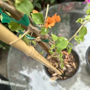 Bougainvillea glabra Orange Live Plant - 12-18” Rooted Bush Vine, Outdoor - Image 4