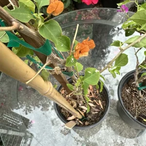 Bougainvillea glabra Orange Live Plant - 12-18” Rooted Bush Vine, Outdoor - Image 5