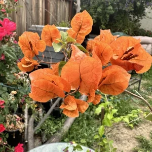 Bougainvillea glabra Orange Live Plant - 12-18” Rooted Bush Vine, Outdoor - Image 1