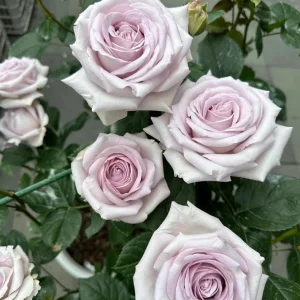 Bounty Way Rose Live Plant - Light Purple, Repeat Bloomer, 10-12 cm Flowers - Image 2