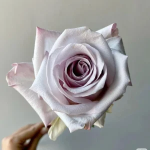 Bounty Way Rose Live Plant - Light Purple, Repeat Bloomer, 10-12 cm Flowers - Image 3
