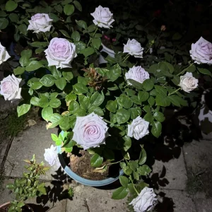 Bounty Way Rose Live Plant - Light Purple, Repeat Bloomer, 10-12 cm Flowers - Image 4