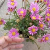 Brachyscome Pink Live Plant - 6 inch Pot - Daisy Bush for Indoor/Outdoor - Image 1