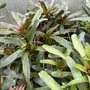 Bromeliad Live Plant - Colorful Easy Care Indoor Houseplant - Image 2