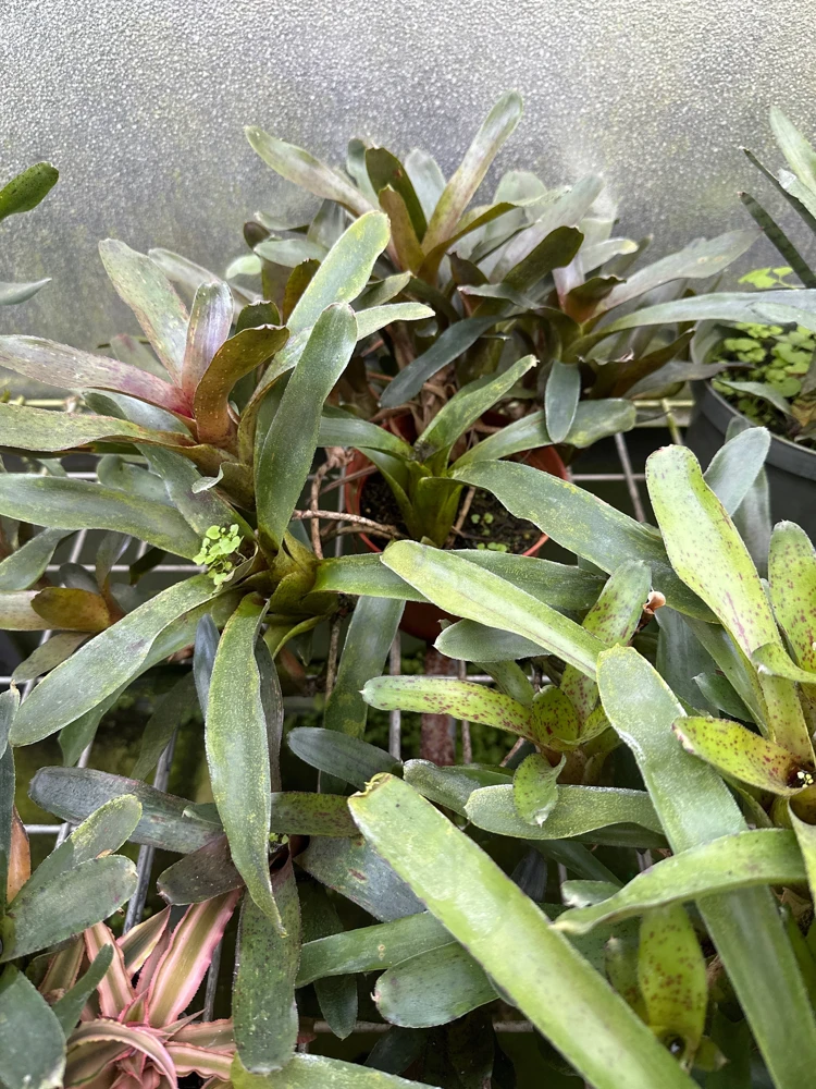 Bromeliad Live Plant - Colorful Easy Care Indoor Houseplant - Image 2