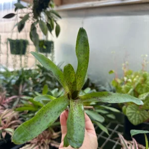 Bromeliad Live Plant - Colorful Easy Care Indoor Houseplant - Image 3