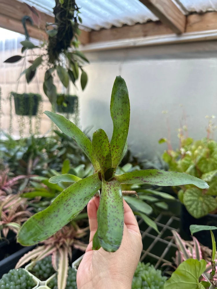 Bromeliad Live Plant - Colorful Easy Care Indoor Houseplant - Image 3