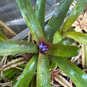 Bromeliad Live Plant - Colorful Easy Care Indoor Houseplant - Image 5