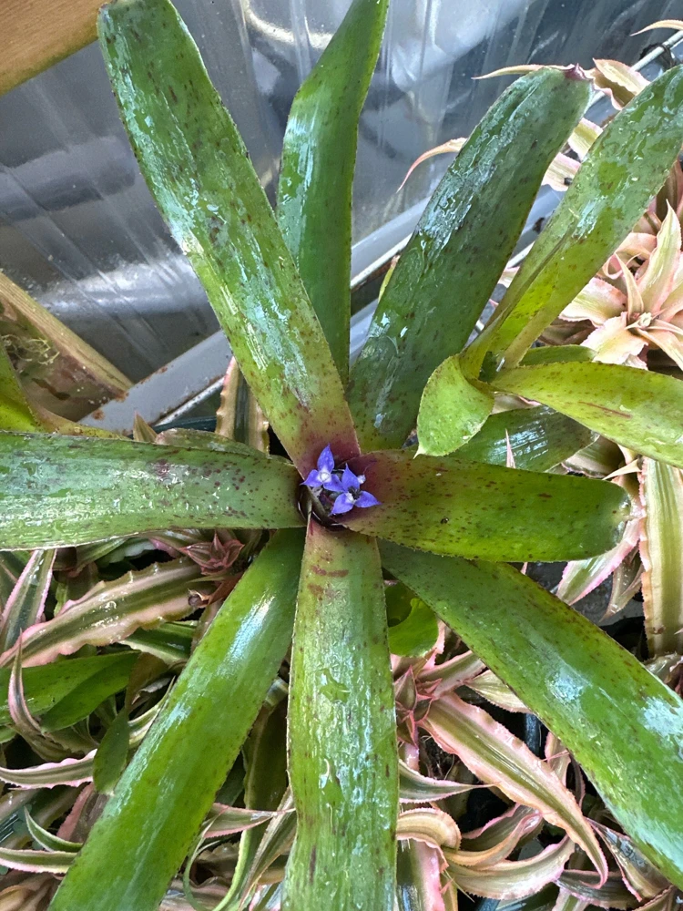 Bromeliad Live Plant - Colorful Easy Care Indoor Houseplant - Image 5