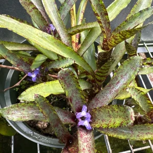 Bromeliad Live Plant - Colorful Easy Care Indoor Houseplant - Image 6