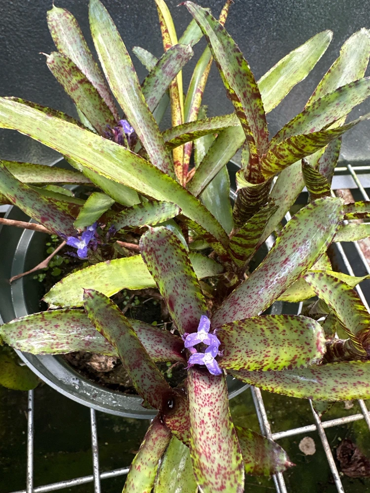 Bromeliad Live Plant - Colorful Easy Care Indoor Houseplant - Image 6