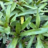 Bromeliad Live Plant - Colorful Easy Care Indoor Houseplant - Image 1