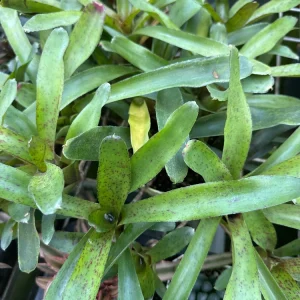 Bromeliad Live Plant - Colorful Easy Care Indoor Houseplant - Image 1