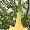 Brugmansia Angel Trumpet Yellow Live Unrooted Plant Cutting 4 inch Outdoor - Image 1