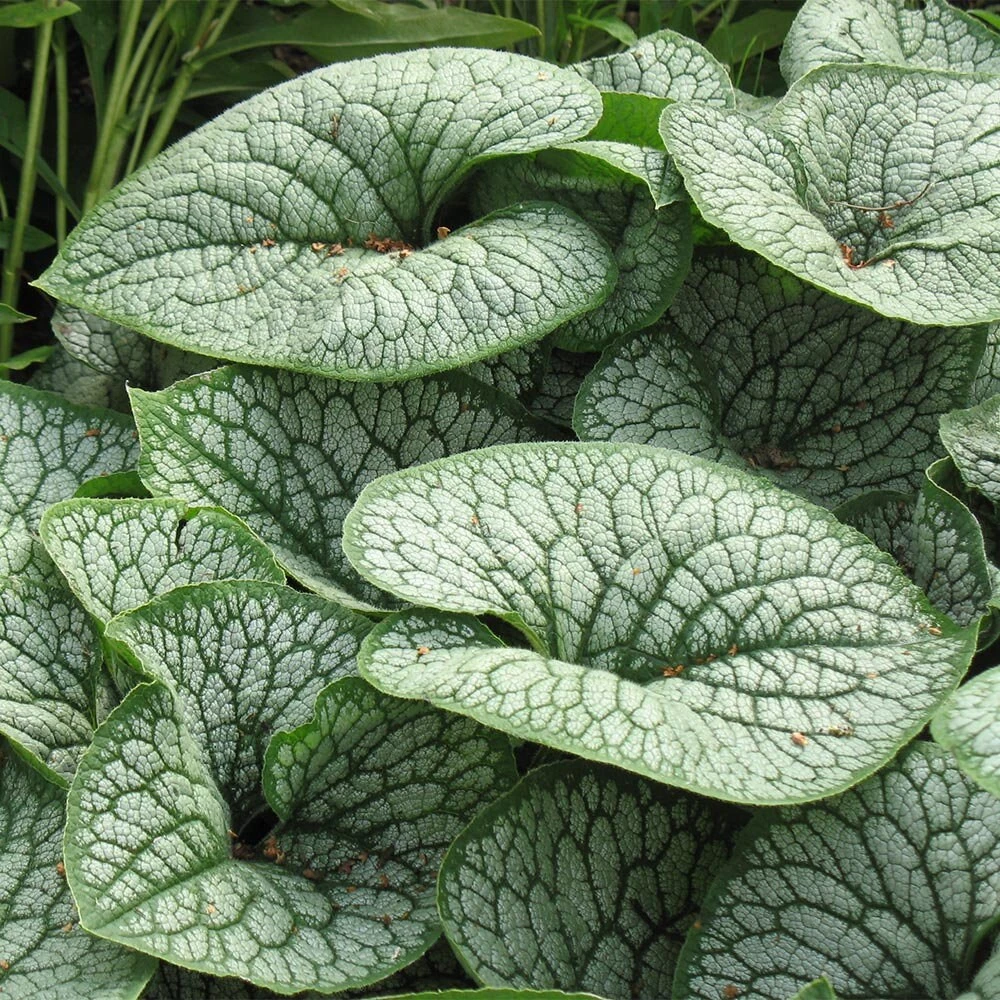 Brunnera 'Sea Heart' Live Plant – Shade Perennial – Hardy Zones 4-9 – 3-6” Tall Starter Plant - Image 2