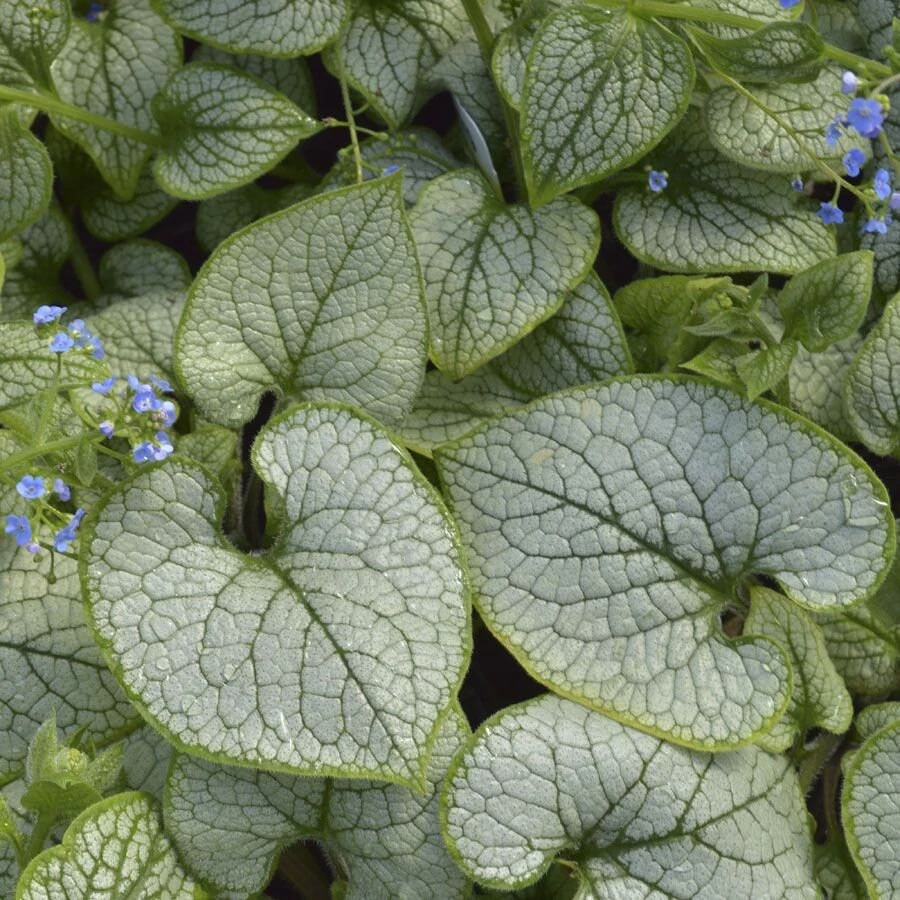 Brunnera 'Sea Heart' Live Plant – Shade Perennial – Hardy Zones 4-9 – 3-6” Tall Starter Plant - Image 3