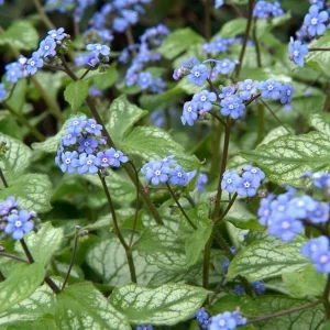 Brunnera 'Sea Heart' Live Plant – Shade Perennial – Hardy Zones 4-9 – 3-6” Tall Starter Plant - Image 4