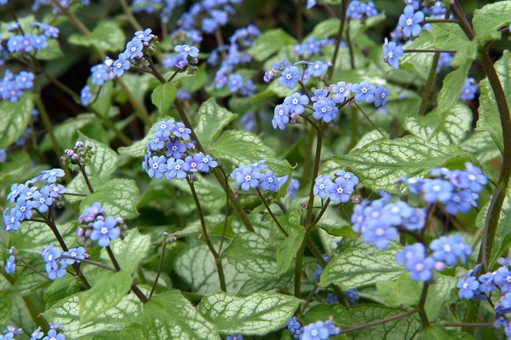 Brunnera 'Sea Heart' Live Plant – Shade Perennial – Hardy Zones 4-9 – 3-6” Tall Starter Plant - Image 4