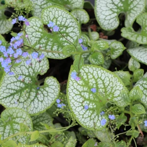 Brunnera 'Sea Heart' Live Plant – Shade Perennial – Hardy Zones 4-9 – 3-6” Tall Starter Plant - Image 5