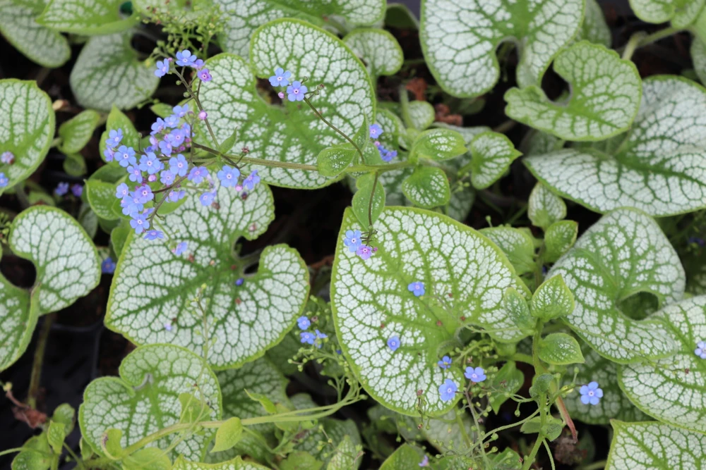 Brunnera 'Sea Heart' Live Plant – Shade Perennial – Hardy Zones 4-9 – 3-6” Tall Starter Plant - Image 5