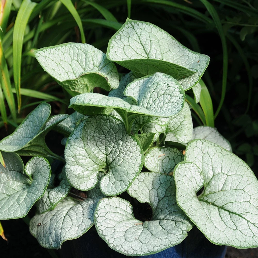 Brunnera 'Sea Heart' Live Plant – Shade Perennial – Hardy Zones 4-9 – 3-6” Tall Starter Plant - Image 1