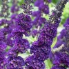 Buddleja Davidii Purple Butterfly Bush Live Cuttings – 7 Pack, 6 in Length, Outdoor - Image 1
