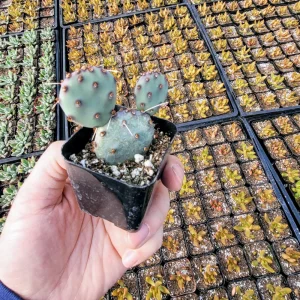 Bunny Ears Cactus Live Plant - Opuntia Microdasys Albispina - 2 inch pot - Image 10