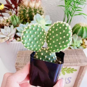 Bunny Ears Cactus Live Plant - Opuntia Microdasys Albispina - 2 inch pot - Image 1