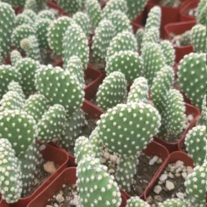 Bunny Ears Cactus Live Plant - Opuntia Microdasys Albispina - 2 inch pot - Image 7