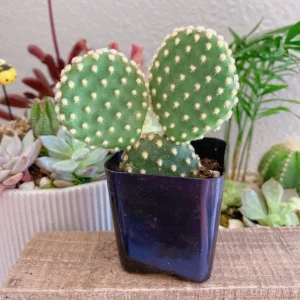 Bunny Ears Cactus Live Plant - Opuntia Microdasys Albispina - 2 inch pot - Image 8