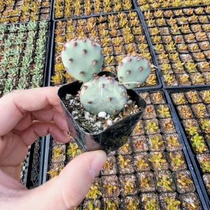 Bunny Ears Cactus Live Plant - Opuntia Microdasys Albispina - 2 inch pot - Image 9