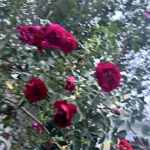 Burgundy Iceberg Rose Bush Cuttings - 3 Live 6
