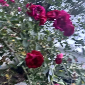 Burgundy Iceberg Rose Bush Cuttings - 3 Live 6