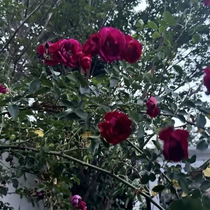 Burgundy Iceberg Rose Bush Cuttings - 3 Live 6