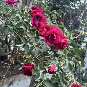 Burgundy Iceberg Rose Bush Cuttings - 3 Live 6