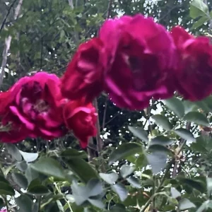 Burgundy Iceberg Rose Bush Cuttings - 3 Live 6