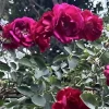 Burgundy Iceberg Rose Bush Cuttings - 3 Live 6" Outdoor Rose Plant Cuttings - Image 1
