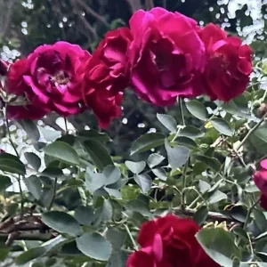 Burgundy Iceberg Rose Bush Cuttings - 3 Live 6