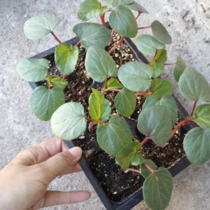 Burgundy Okra Live Plants 6-Pack – 3-inch Pots – Edible Vegetable - Image 1