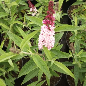 Butterfly Bush Live Plant 1 Gallon Pot - Attracts Pollinators Outdoor - Image 2
