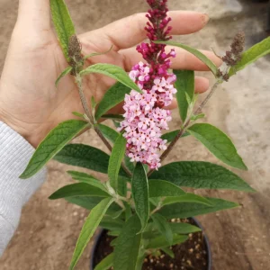 Butterfly Bush Live Plant 1 Gallon Pot - Attracts Pollinators Outdoor - Image 1